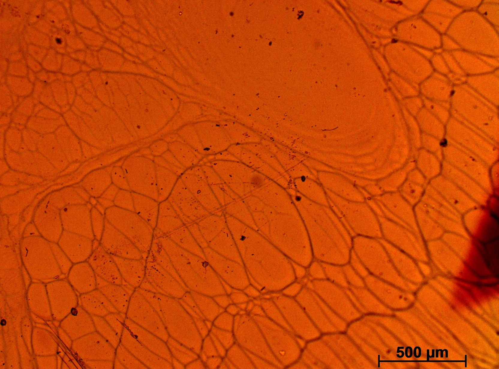 Light Microscopy Analysis